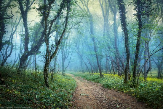 Fairy-tale forest, Baydar Valley, Crimea, photo 14