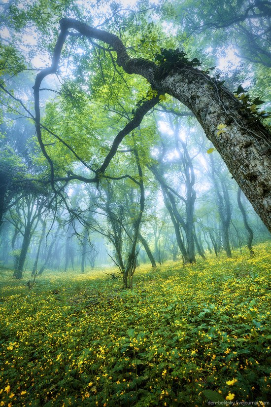 Fairy-tale forest, Baydar Valley, Crimea, photo 15