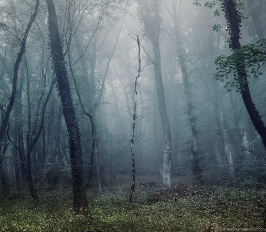 Fairy-tale forest, Baydar Valley, Crimea, photo 16