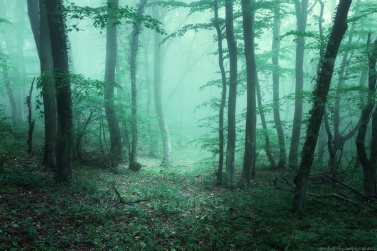 Fairy-tale forest, Baydar Valley, Crimea, photo 2