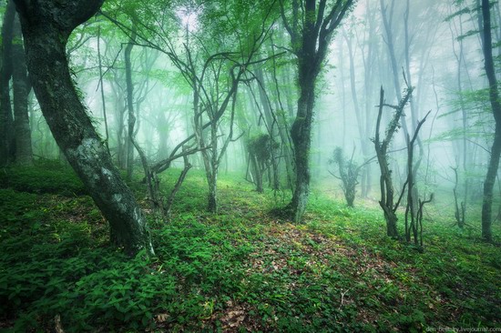 Fairy-tale forest, Baydar Valley, Crimea, photo 3