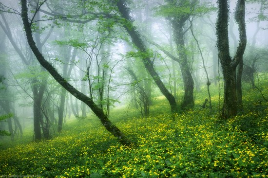 Fairy-tale forest, Baydar Valley, Crimea, photo 4