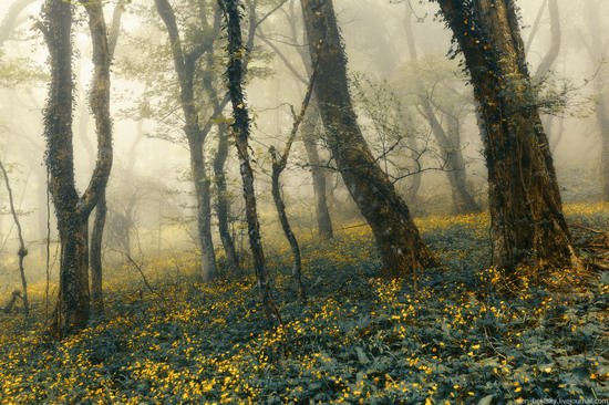 Fairy-tale forest, Baydar Valley, Crimea, photo 5