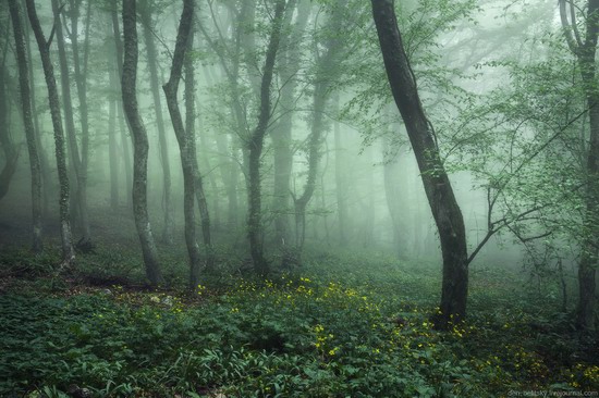 Fairy-tale forest, Baydar Valley, Crimea, photo 6