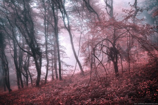 Fairy-tale forest, Baydar Valley, Crimea, photo 7