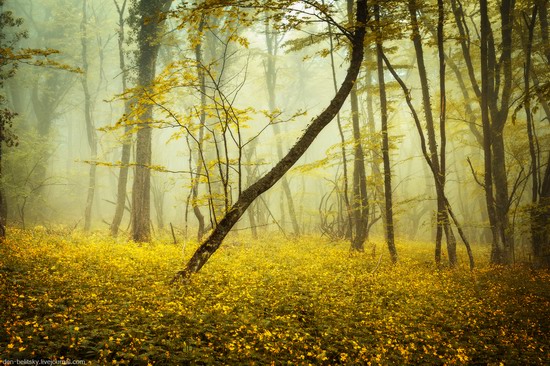 Fairy-tale forest, Baydar Valley, Crimea, photo 8