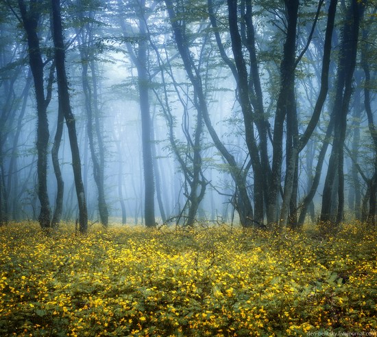 Fairy-tale forest, Baydar Valley, Crimea, photo 9