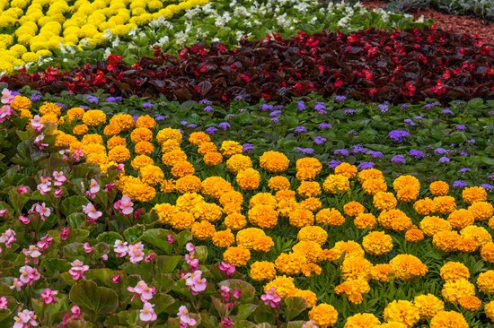 Flower-show European Ukraine in Kyiv, photo 12