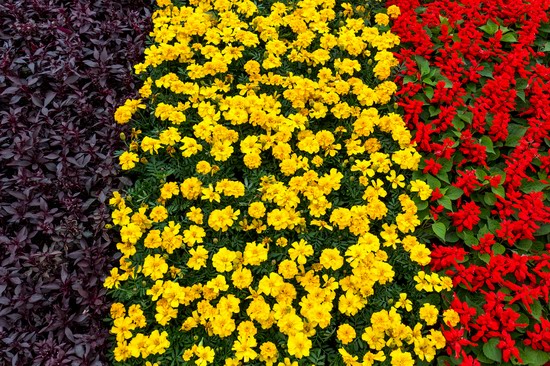 Flower-show European Ukraine in Kyiv, photo 15