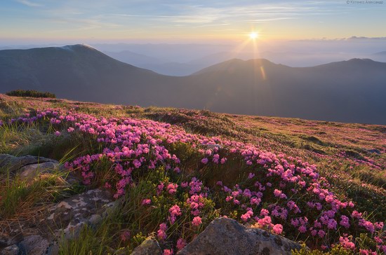 Flowering Carpathians, Chornohora, Ukraine, photo 1