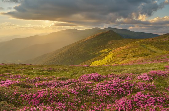 Flowering Carpathians, Chornohora, Ukraine, photo 10