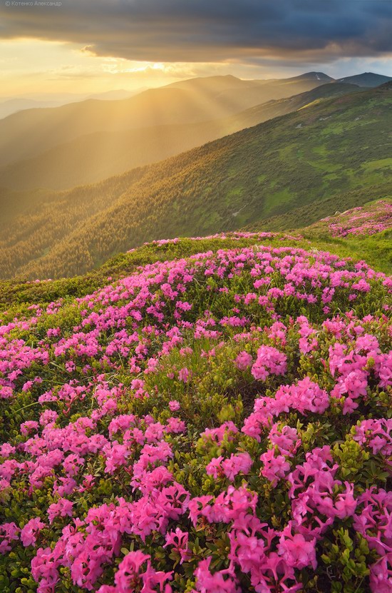 Flowering Carpathians, Chornohora, Ukraine, photo 11