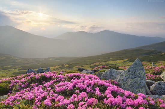 Flowering Carpathians, Chornohora, Ukraine, photo 12