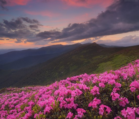 Flowering Carpathians, Chornohora, Ukraine, photo 13