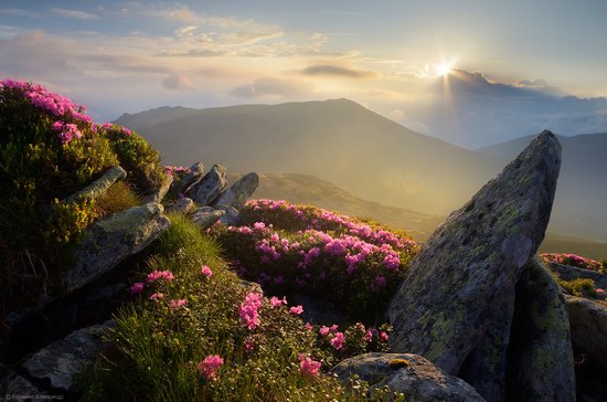 Flowering Carpathians, Chornohora, Ukraine, photo 14