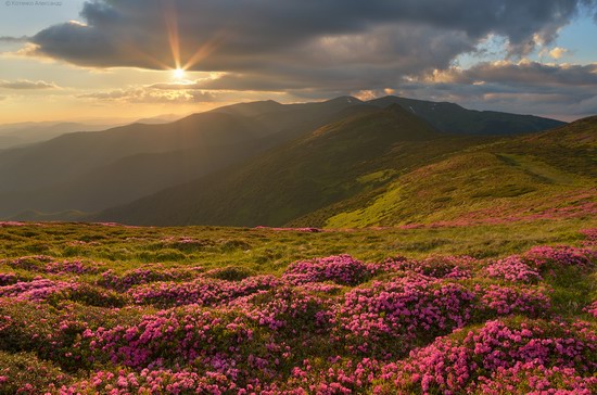 Flowering Carpathians, Chornohora, Ukraine, photo 15