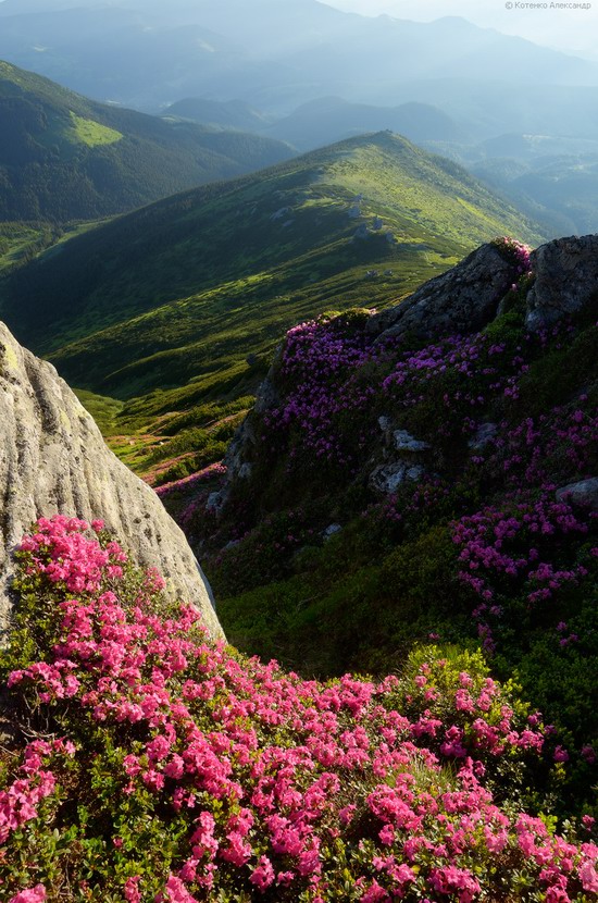 Flowering Carpathians, Chornohora, Ukraine, photo 16