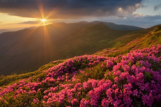 Flowering Carpathians, Chornohora, Ukraine, photo 17