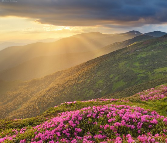 Flowering Carpathians, Chornohora, Ukraine, photo 18