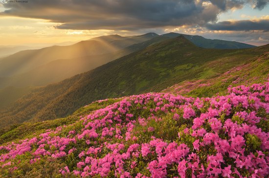 Flowering Carpathians, Chornohora, Ukraine, photo 19