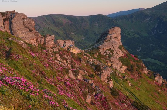 Flowering Carpathians, Chornohora, Ukraine, photo 2