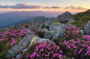 Flowering Carpathians – Chornohora Mountain Range · Ukraine travel blog