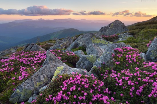 Flowering Carpathians, Chornohora, Ukraine, photo 21