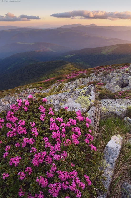 Flowering Carpathians, Chornohora, Ukraine, photo 22