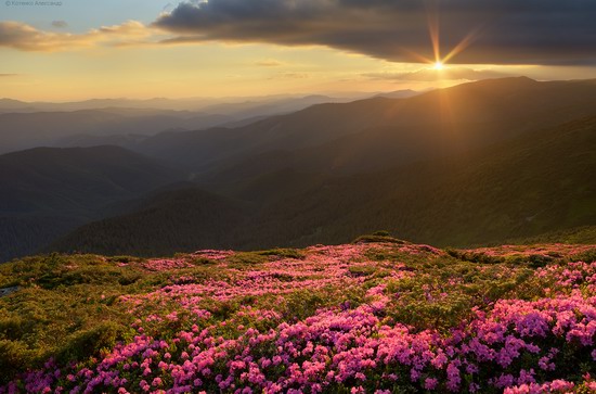 Flowering Carpathians, Chornohora, Ukraine, photo 3