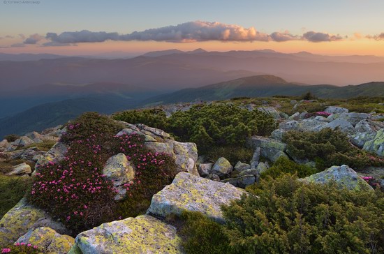 Flowering Carpathians, Chornohora, Ukraine, photo 4