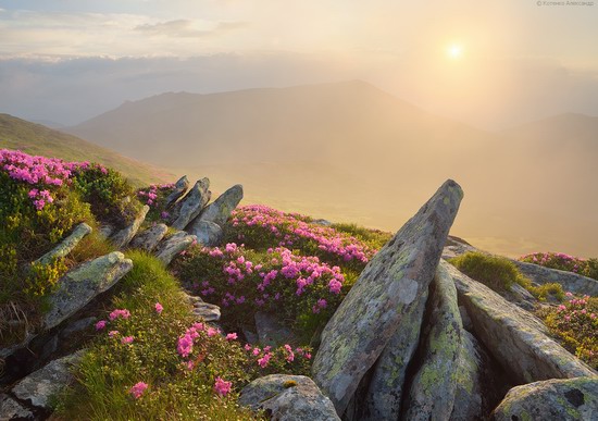 Flowering Carpathians, Chornohora, Ukraine, photo 5