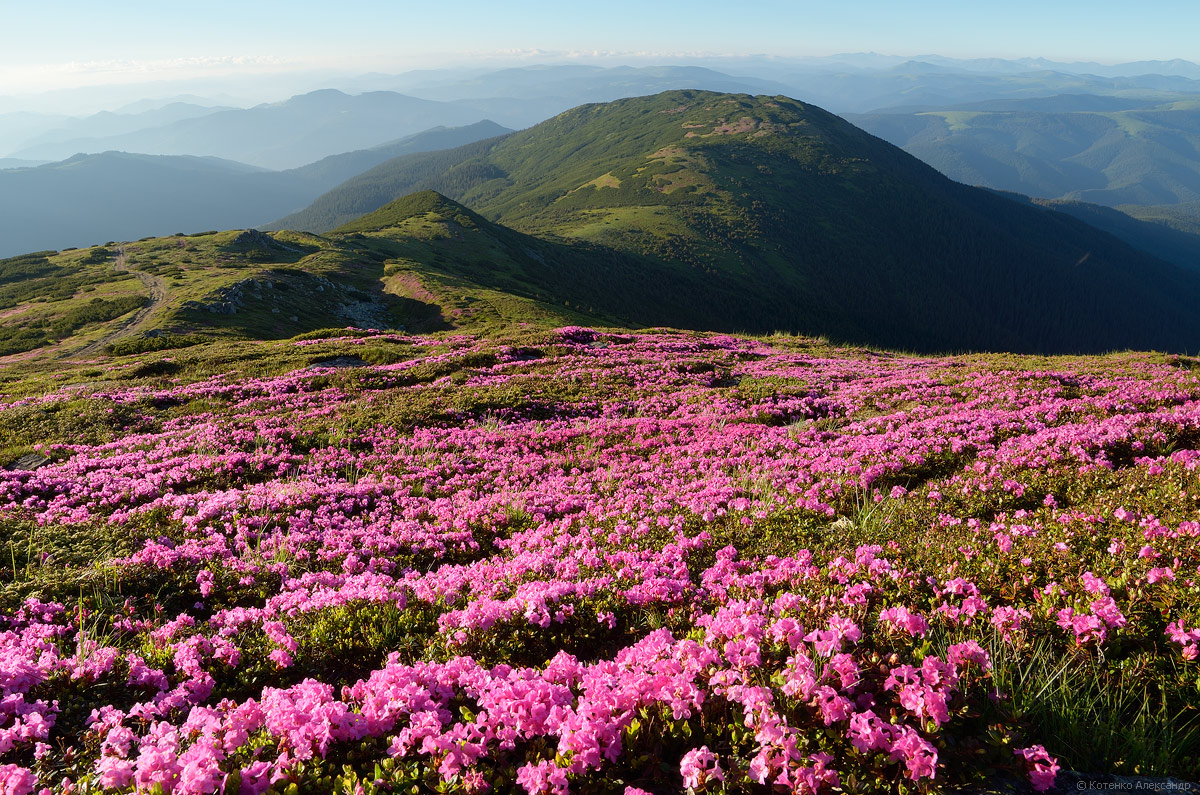 Flowering Carpathians – Chornohora Mountain Range ...
