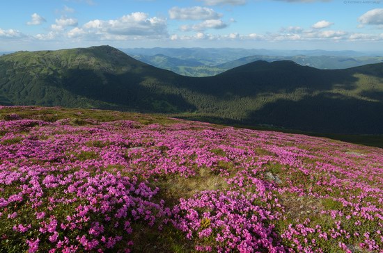 Flowering Carpathians, Chornohora, Ukraine, photo 7