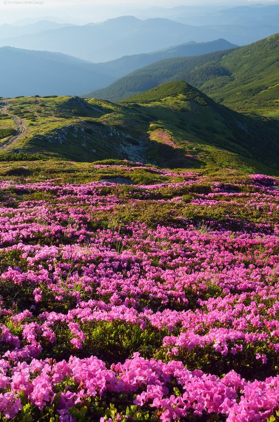 Flowering Carpathians, Chornohora, Ukraine, photo 8