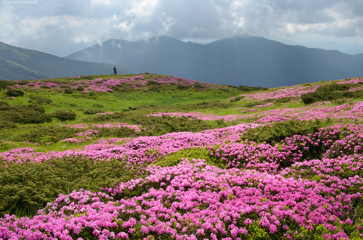Flowering Carpathians – Chornohora Mountain Range · Ukraine travel blog