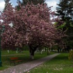 Sakura blossom in Uzhgorod