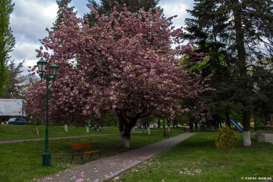 Sakura blossom in Uzhgorod, Ukraine, photo 1