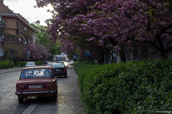 Sakura blossom in Uzhgorod, Ukraine, photo 10