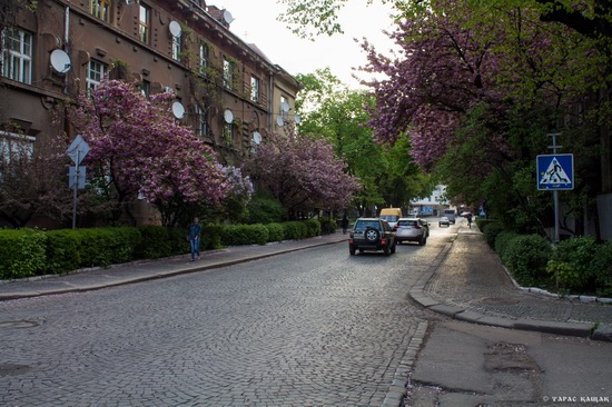 Sakura blossom in Uzhgorod, Ukraine, photo 11