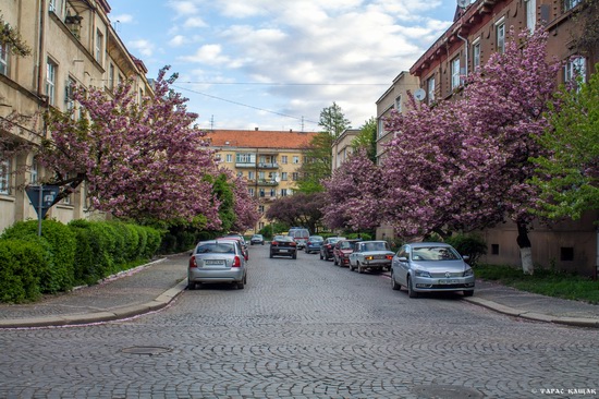 Sakura blossom in Uzhgorod, Ukraine, photo 12