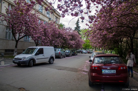 Sakura blossom in Uzhgorod, Ukraine, photo 13