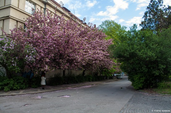 Sakura blossom in Uzhgorod, Ukraine, photo 14