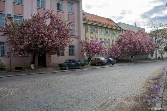 Sakura blossom in Uzhgorod, Ukraine, photo 15