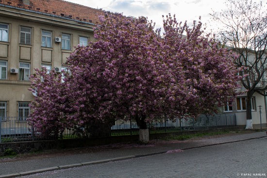 Sakura blossom in Uzhgorod, Ukraine, photo 16