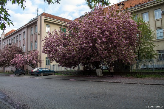 Sakura blossom in Uzhgorod, Ukraine, photo 17