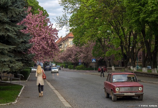 Sakura blossom in Uzhgorod, Ukraine, photo 18