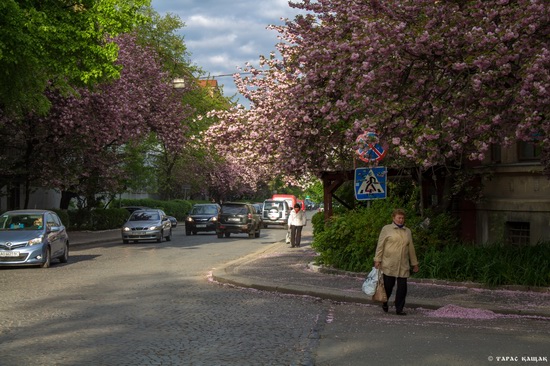 Sakura blossom in Uzhgorod, Ukraine, photo 19