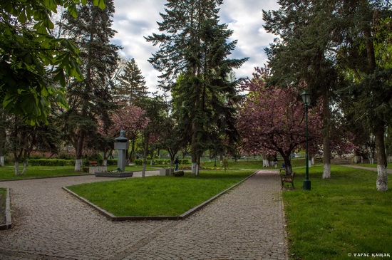 Sakura blossom in Uzhgorod, Ukraine, photo 2