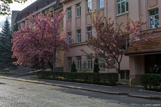 Sakura blossom in Uzhgorod, Ukraine, photo 20