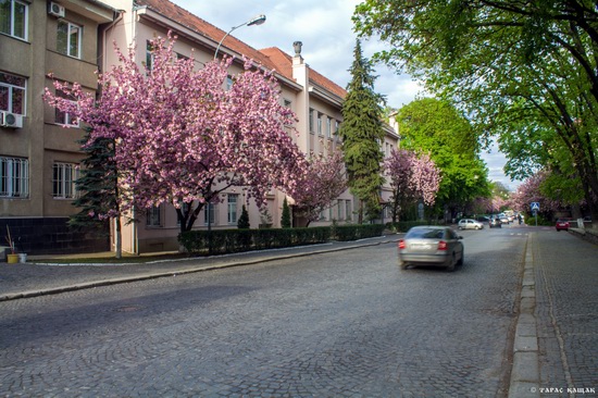 Sakura blossom in Uzhgorod, Ukraine, photo 21